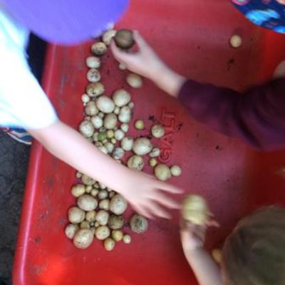 Nursery potato harvest